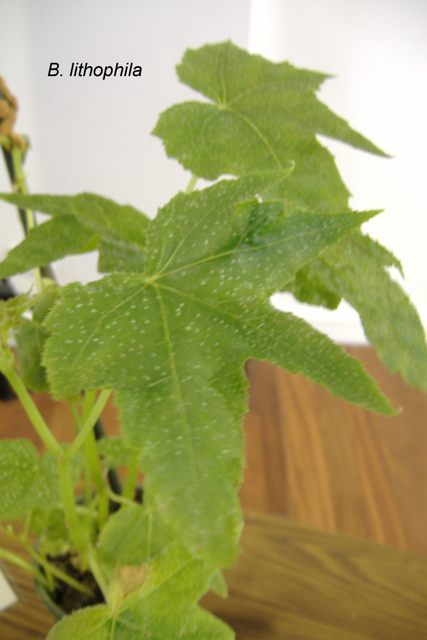 B. lithophila